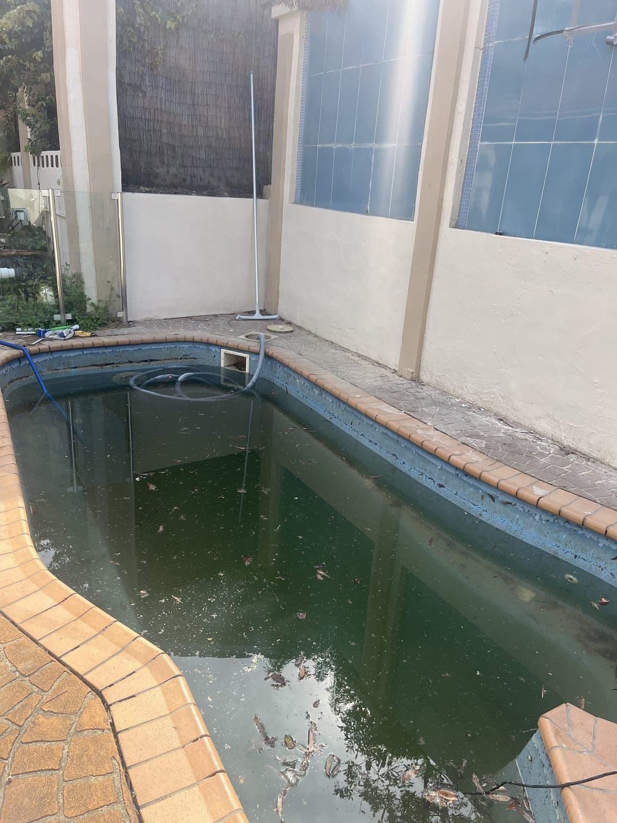 Pool with dark green water and leaf debris floating on the surface, before recovery